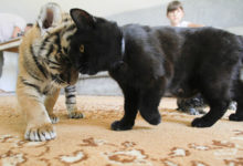 Photo of Фото Тигры находят общий язык с любыми животными